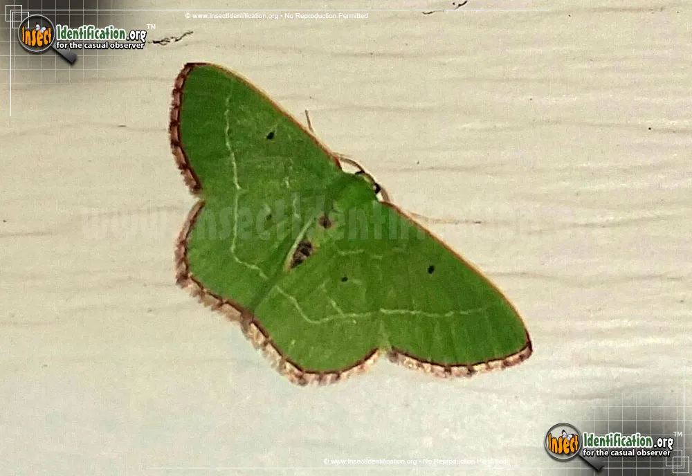 Red-bordered Emerald - photo 3