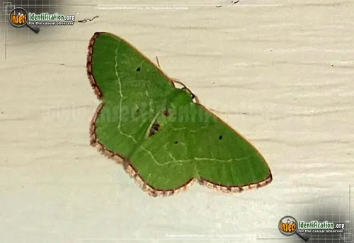 Red-bordered Emerald - photo 4