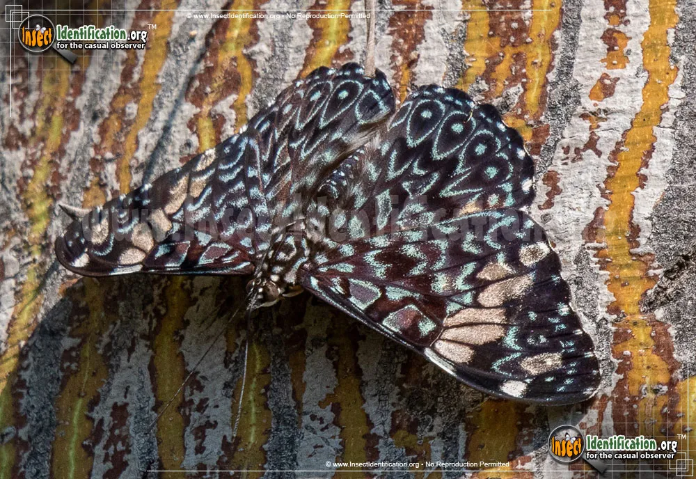 Red Cracker Butterfly - Hamadryas amphinome