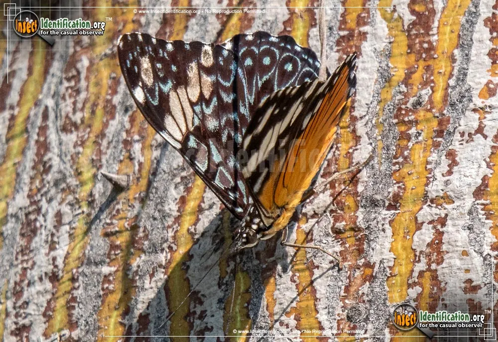 Red Cracker Butterfly - photo 4
