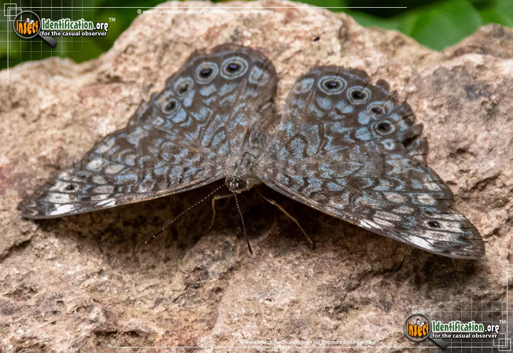 Red Cracker Butterfly - photo 5