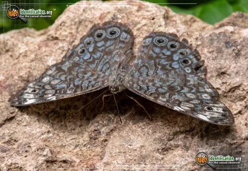 Red Cracker Butterfly - photo 6