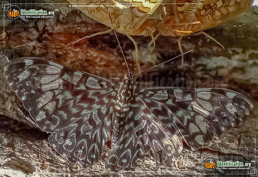 Red Cracker Butterfly - photo 7