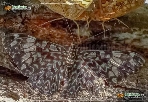 Red Cracker Butterfly - photo 8