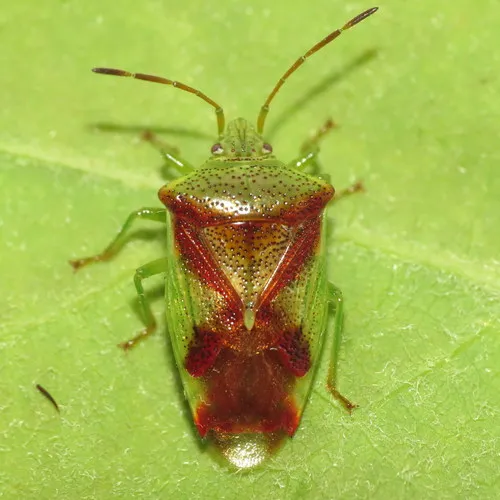Red-cross Shield Bug
