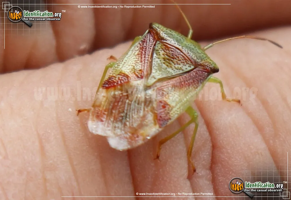 Red-cross Shield Bug - photo 4