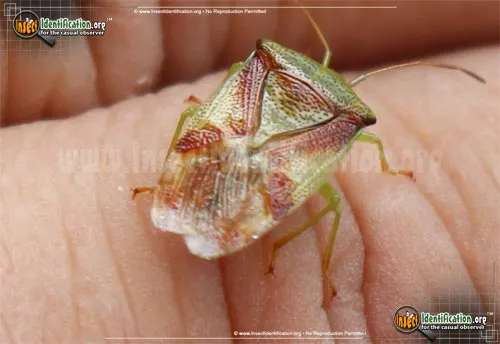 Red-cross Shield Bug - photo 5