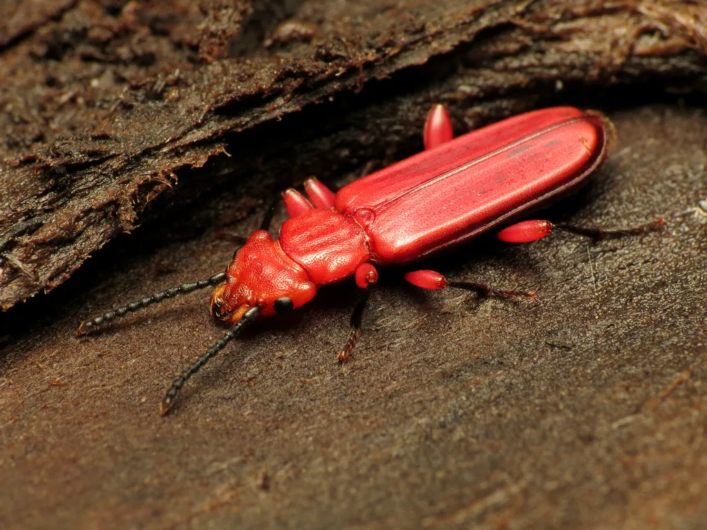 Red Flat Bark Beetle - photo 2