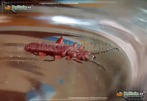 Red Flat Bark Beetle - photo 4