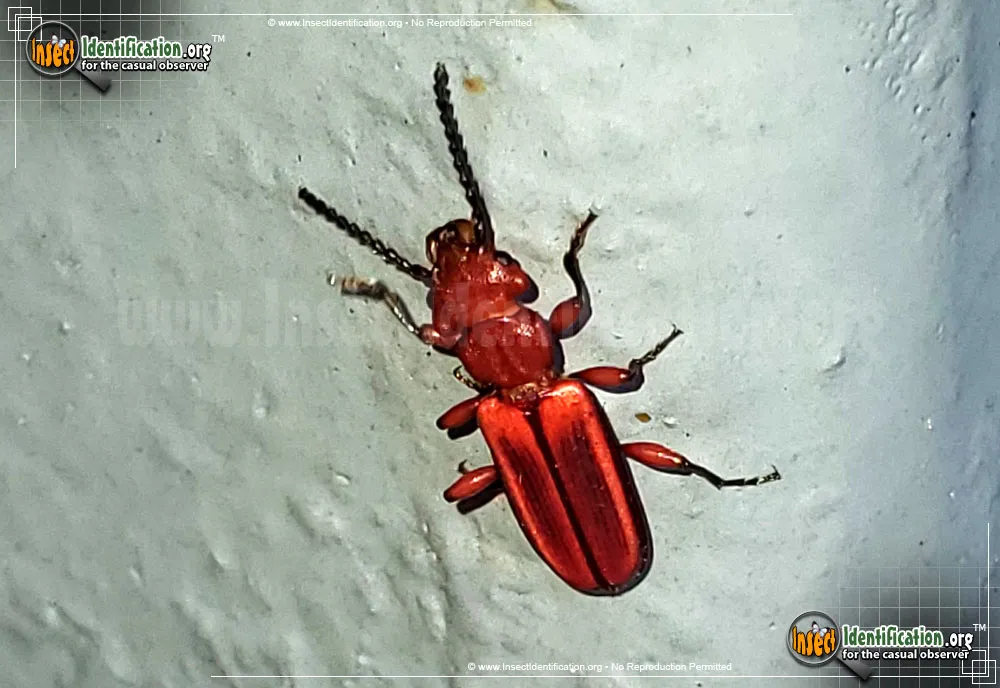 Red Flat Bark Beetle - photo 6