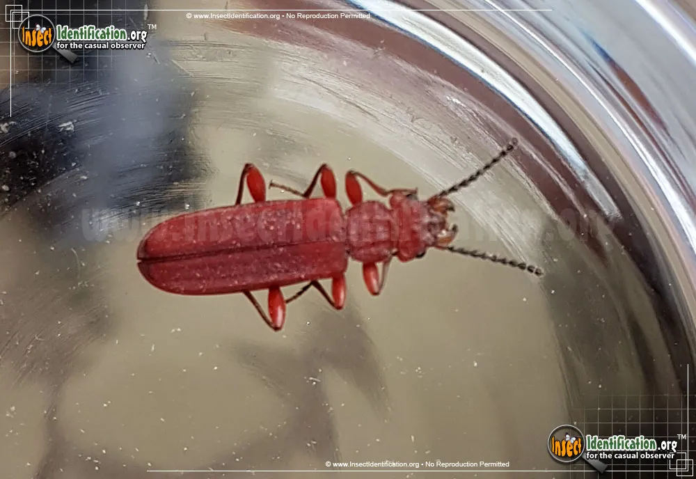 Red Flat Bark Beetle - photo 7