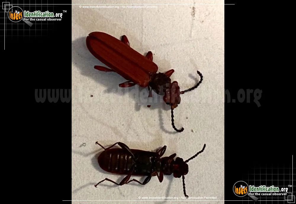 Red Flat Bark Beetle - photo 8