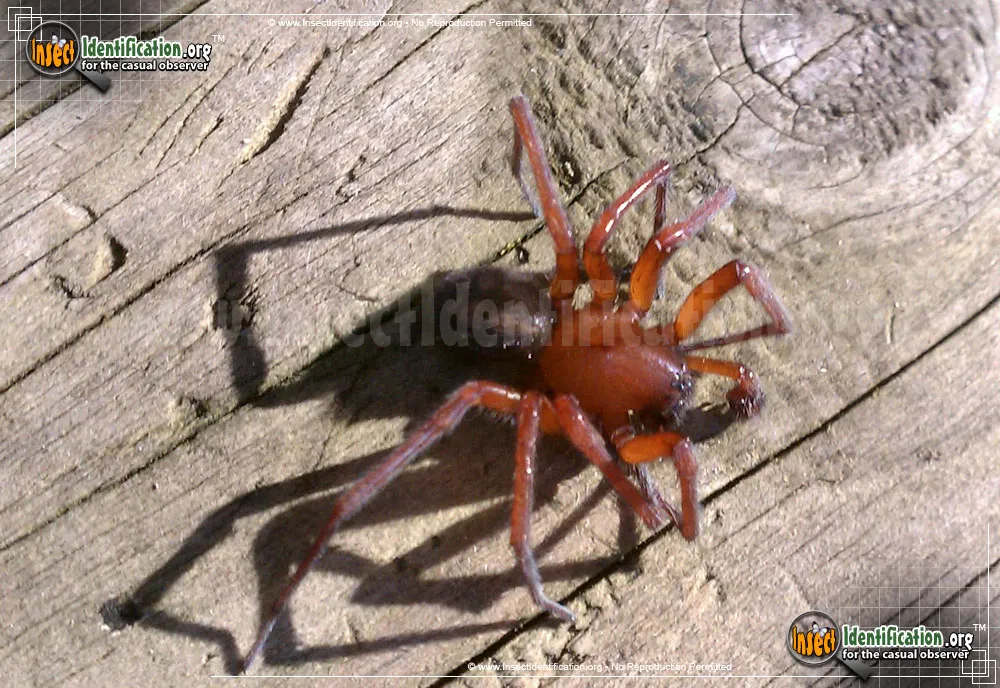 Red Folding Door Trapdoor Spider - Antrodiaetus spp.