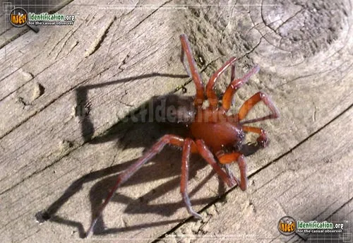 Red Folding Door Trapdoor Spider - photo 2
