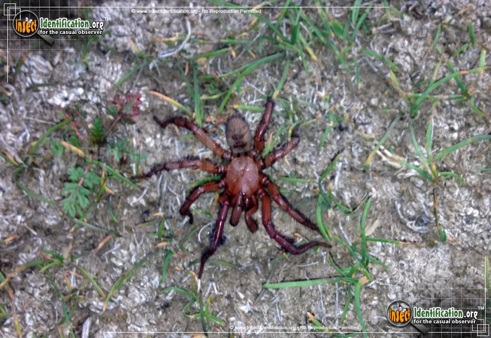Red Folding Door Trapdoor Spider - photo 3