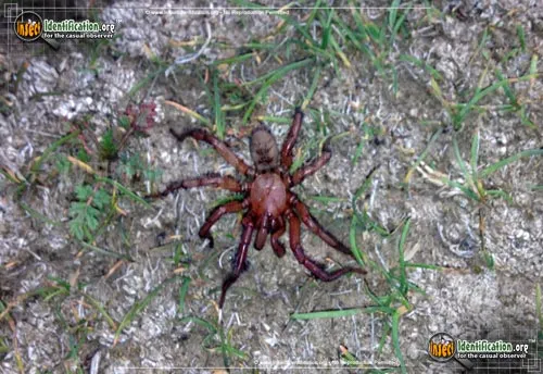 Red Folding Door Trapdoor Spider - photo 4