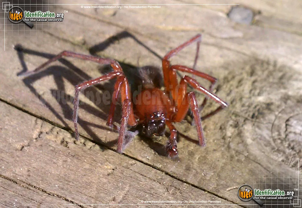 Red Folding Door Trapdoor Spider - photo 5