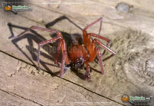 Red Folding Door Trapdoor Spider - photo 6
