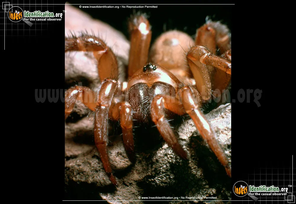 Red Folding Door Trapdoor Spider - photo 7