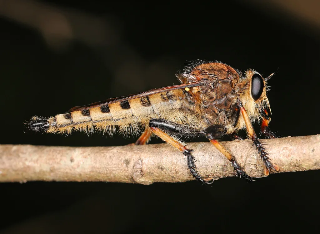 Red-footed Cannibalfly - photo 2