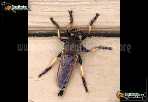 Red-footed Cannibalfly - photo 4