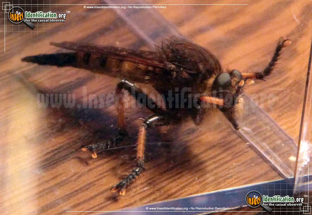 Red-footed Cannibalfly - photo 5