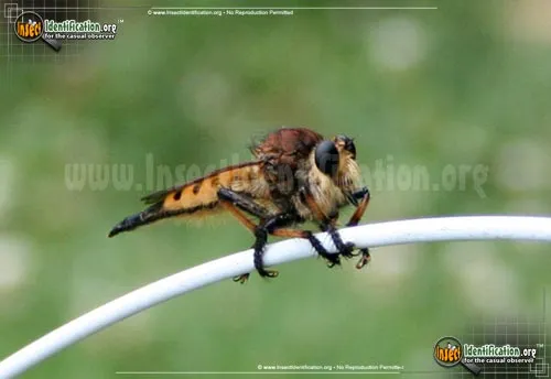 Red-footed Cannibalfly - photo 6