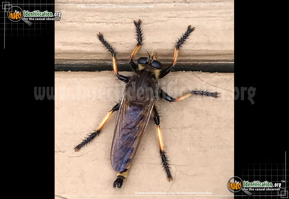 Red-footed Cannibalfly - photo 7