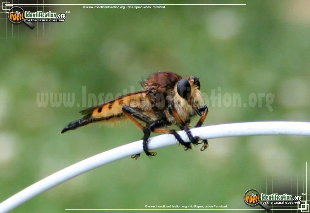 Red-footed Cannibalfly - photo 8