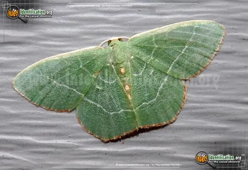 Red-fringed Emerald Moth - photo 2