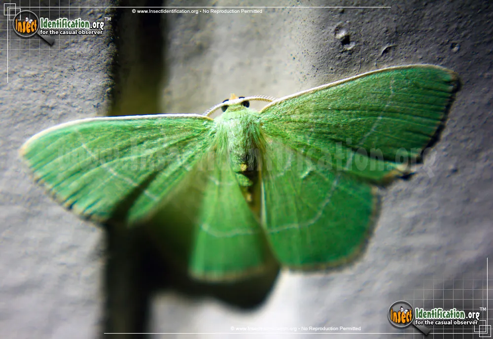 Red-fringed Emerald Moth - photo 3