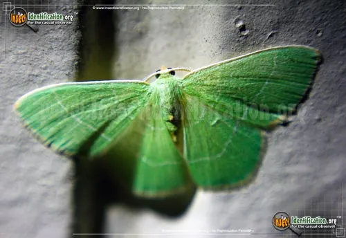 Red-fringed Emerald Moth - photo 4