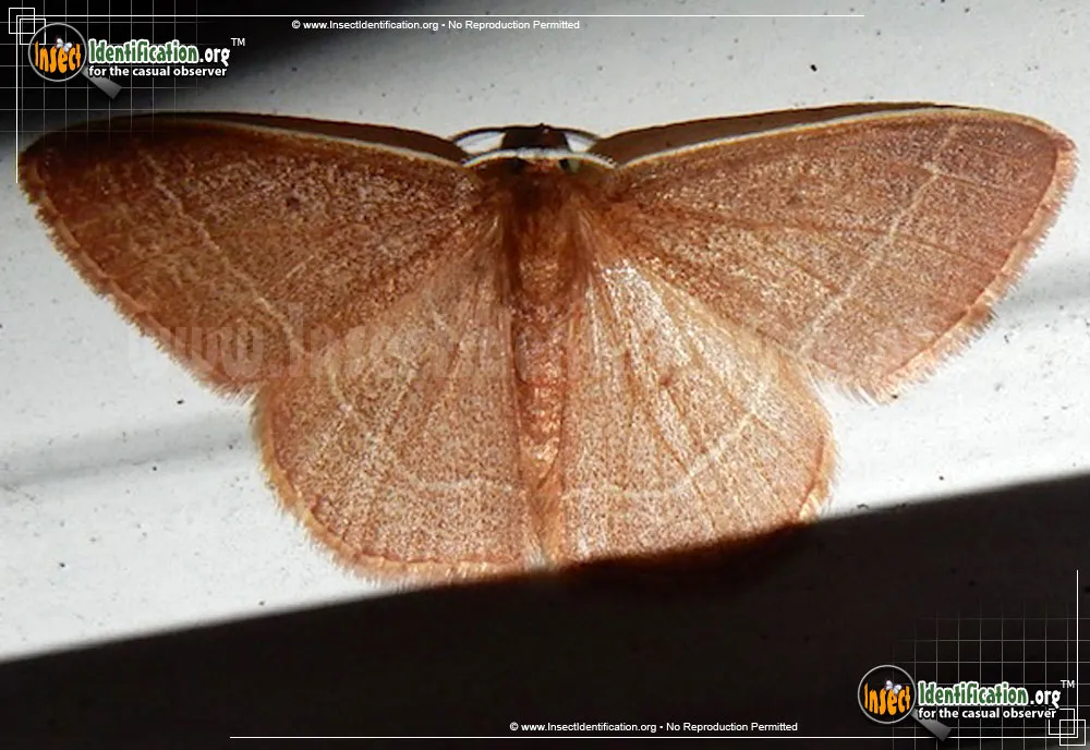 Red-fringed Emerald Moth - photo 5