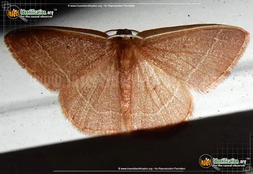 Red-fringed Emerald Moth - photo 6