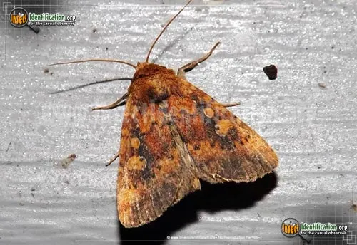 Red Groundling Moth - photo 2
