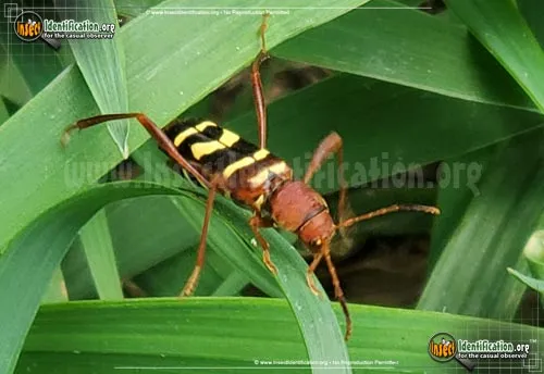 Red-headed Ash Borer - photo 2