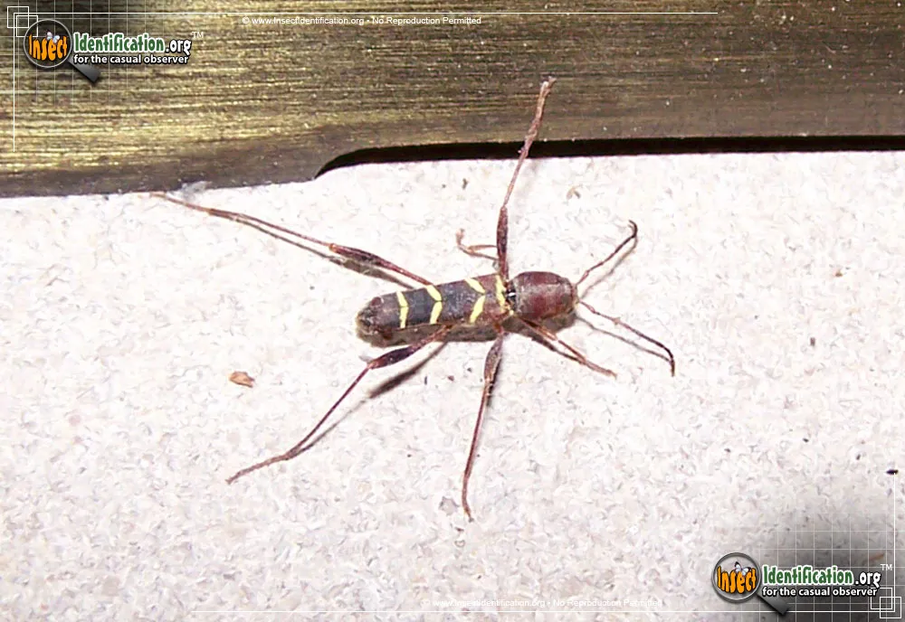 Red-headed Ash Borer - photo 3