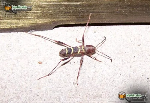Red-headed Ash Borer - photo 4