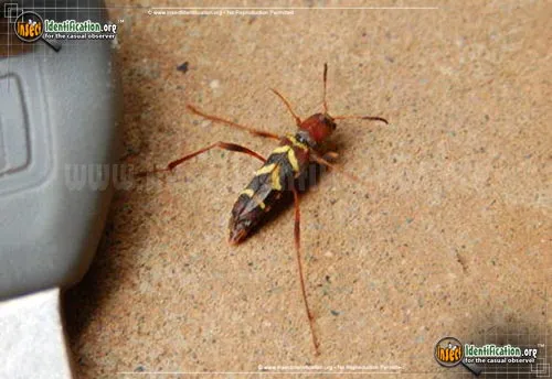 Red-headed Ash Borer - photo 6