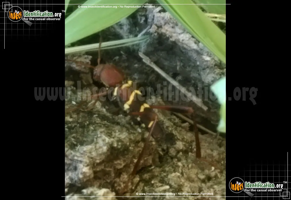 Red-headed Ash Borer - photo 7