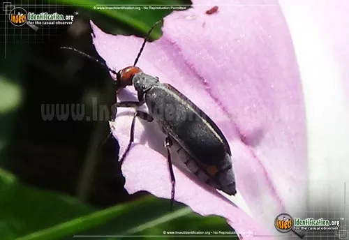 Red-headed Blister Beetle - photo 2