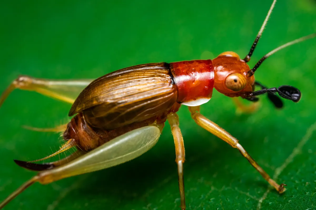 Red-headed Bush Cricket - photo 3