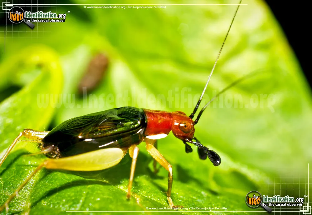 Red-headed Bush Cricket - photo 4