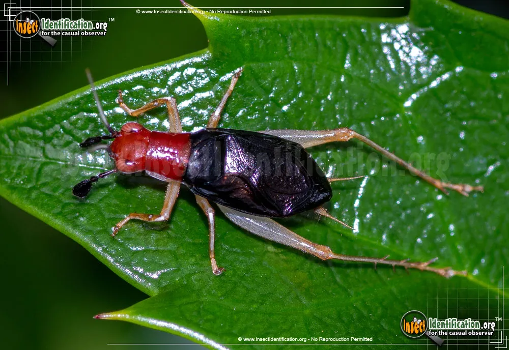 Red-headed Bush Cricket - photo 5