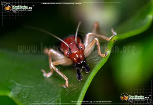 Red-headed Bush Cricket - photo 6