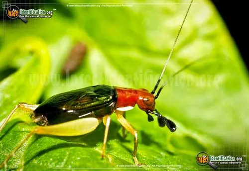 Red-headed Bush Cricket - photo 7