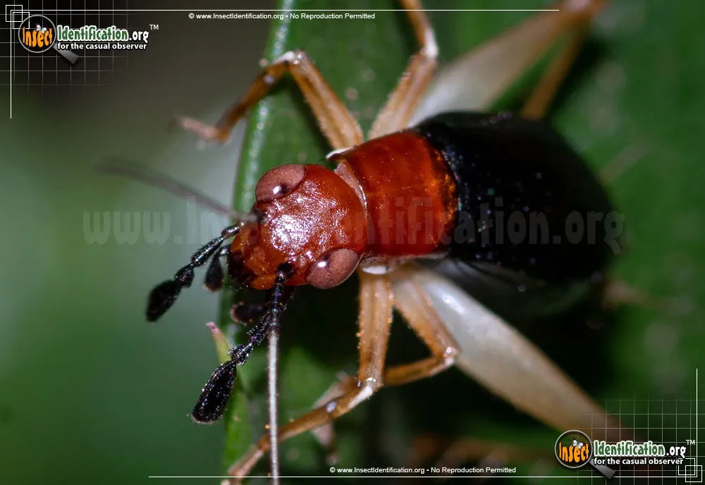 Red-headed Bush Cricket - photo 8