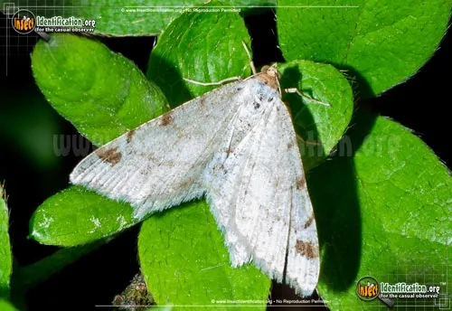 Red-headed Inchworm Moth - photo 2