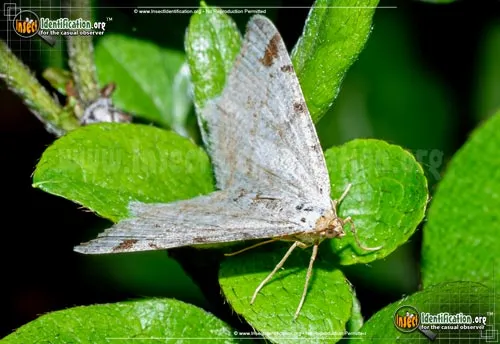Red-headed Inchworm Moth - photo 4