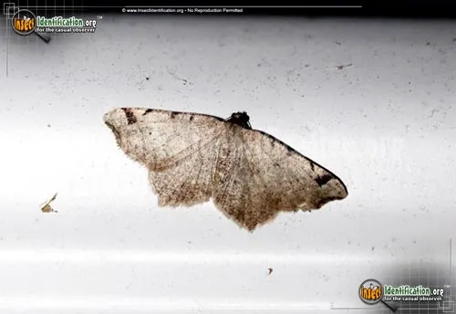 Red-headed Inchworm Moth - photo 6